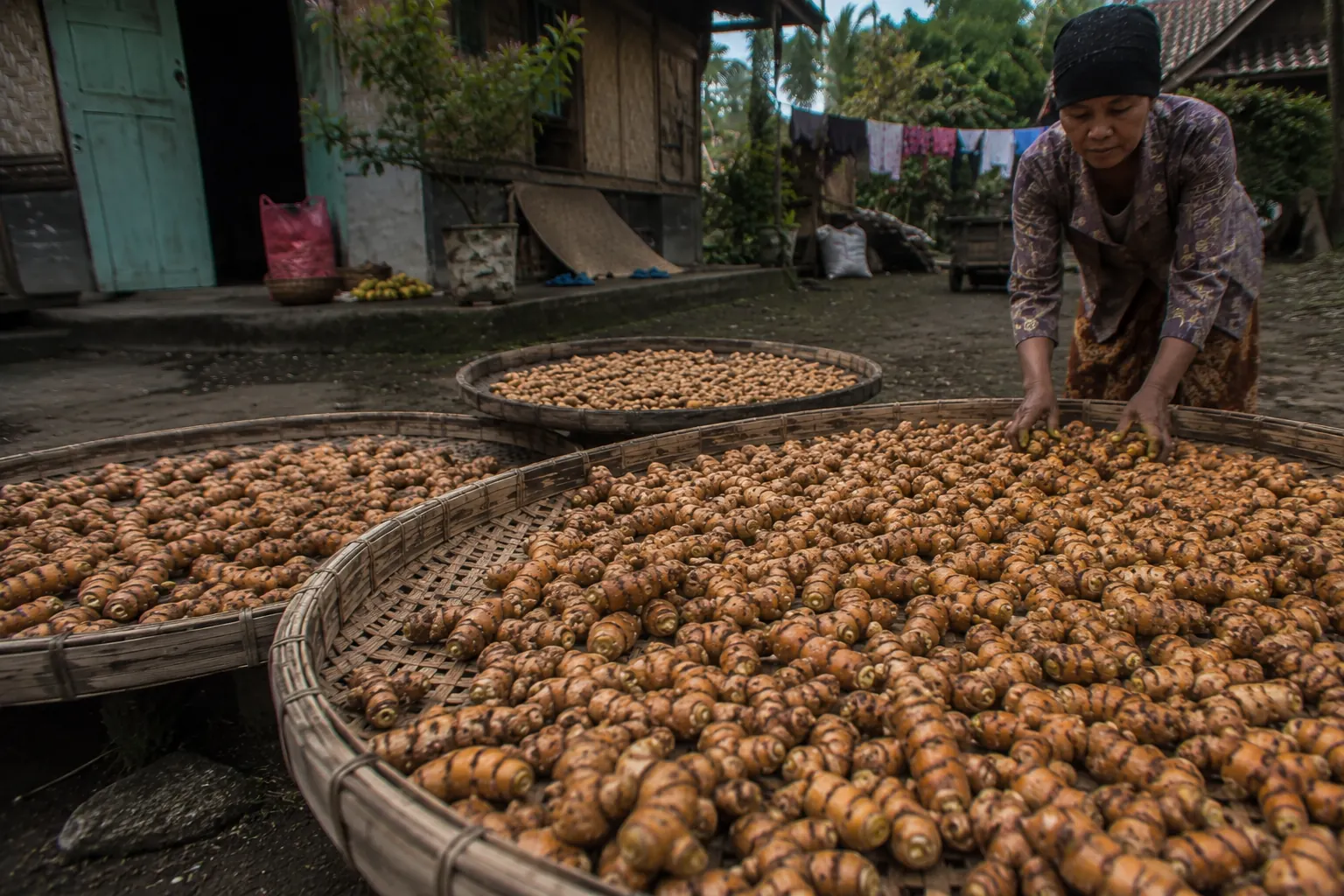 Séchage des racines de curcuma dans une cour javanaise